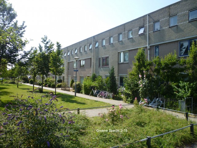 Groene Specht 2 - 