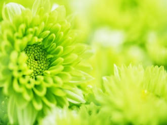 Op zoek naar de mooiste voortuin