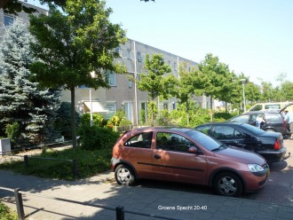 Groene Specht 2 - 