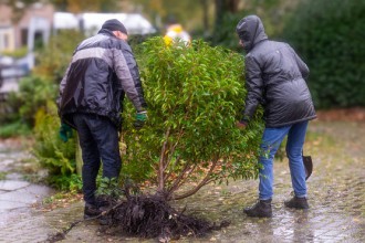 13 november 2023 - Struiken ‘geroofd’ in project De Geelvinck