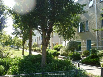 Groene Specht 2 - 